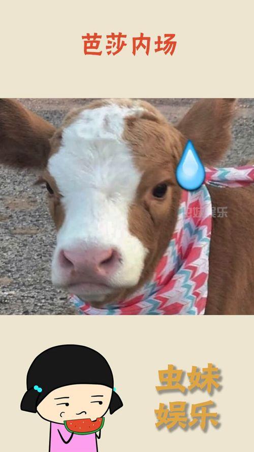 娱乐吃瓜酱流浪狗